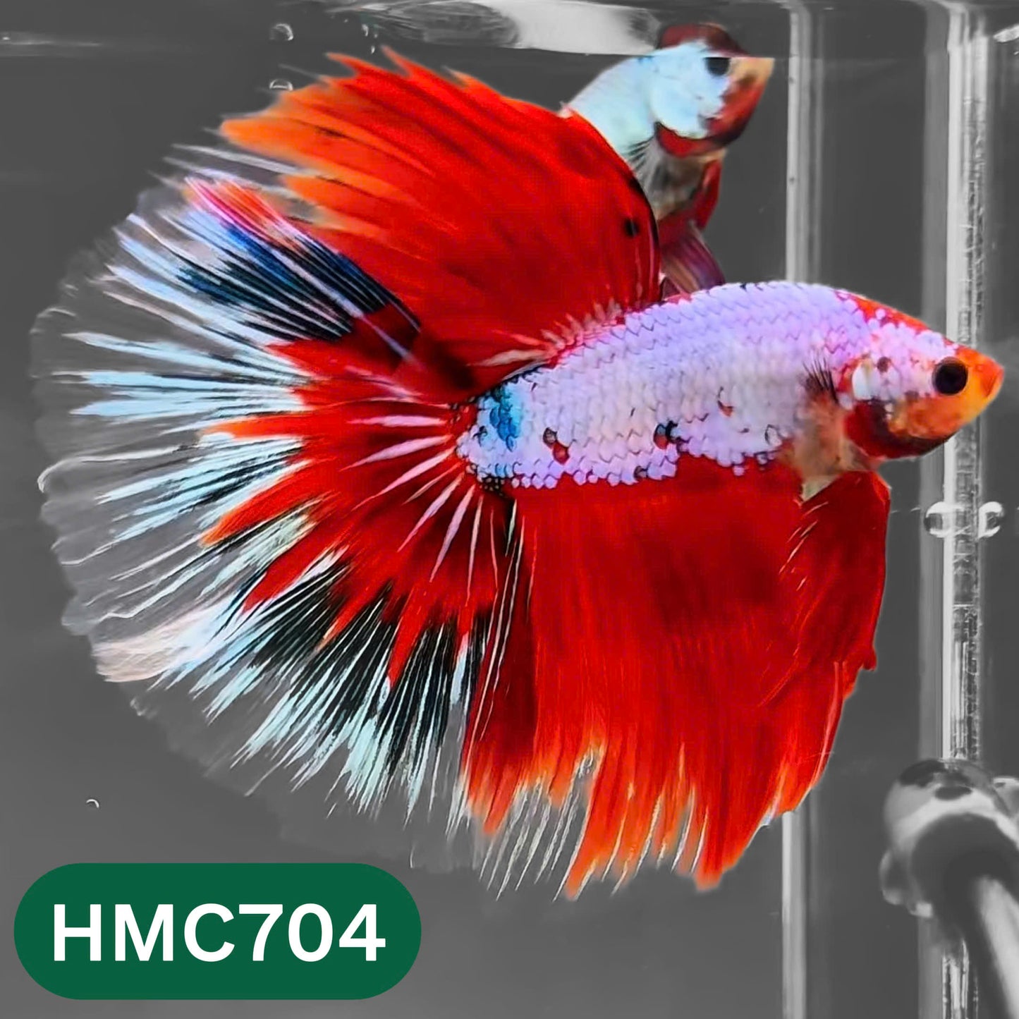 Multicolor Halfmoon Male Betta Fish | High Grade | Order Directly From Farm |  You Pick Fish |