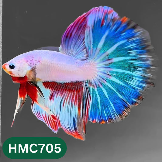 Multicolor Halfmoon Male Betta Fish | High Grade | Order Directly From Farm |  You Pick Fish |