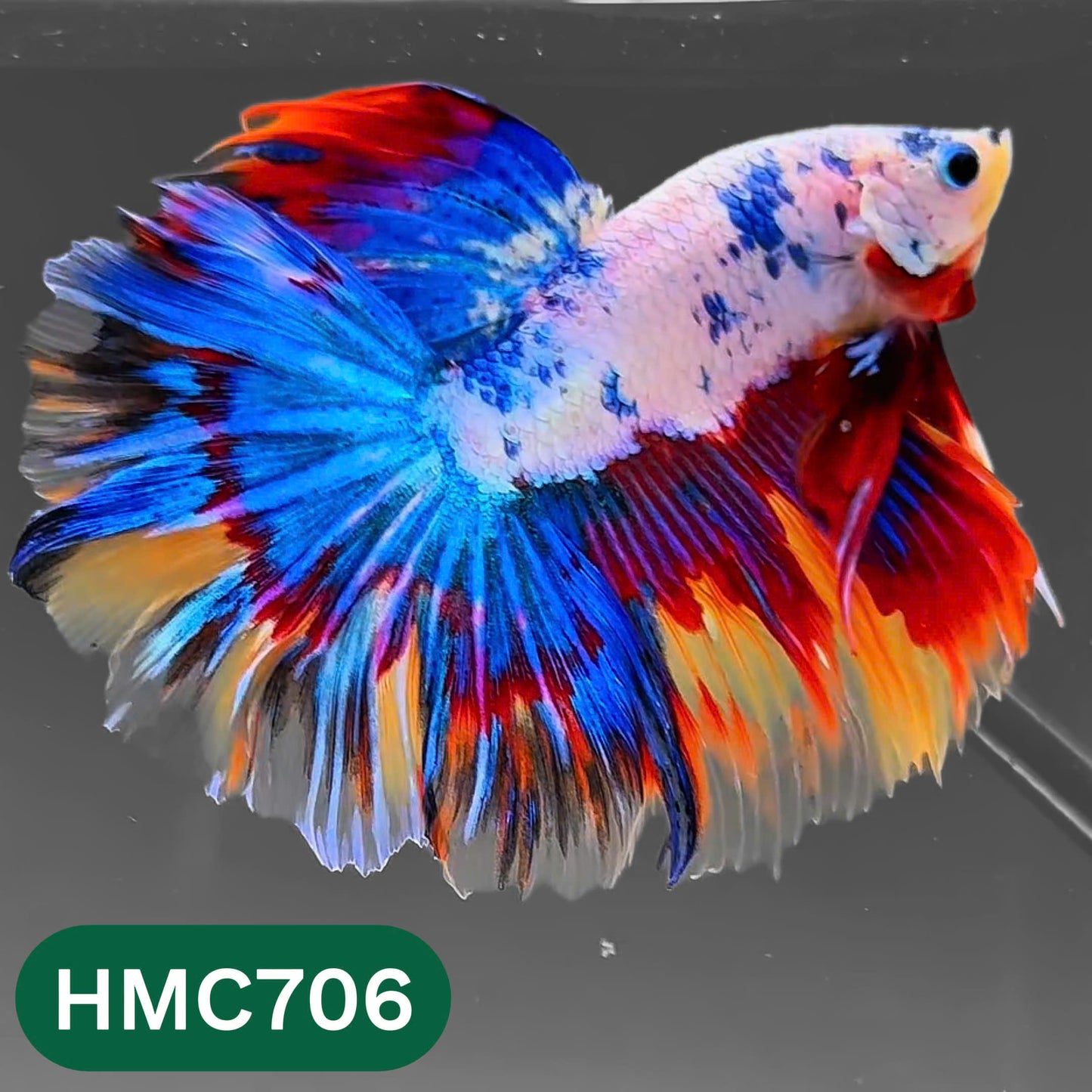 Multicolor Halfmoon Male Betta Fish | High Grade | Order Directly From Farm |  You Pick Fish |