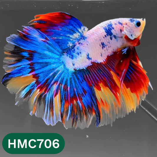 Multicolor Halfmoon Male Betta Fish | High Grade | Order Directly From Farm |  You Pick Fish |