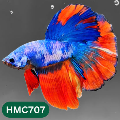Multicolor Halfmoon Male Betta Fish | High Grade | Order Directly From Farm |  You Pick Fish |