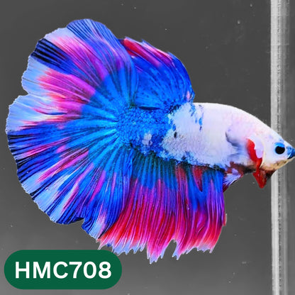Multicolor Halfmoon Male Betta Fish | High Grade | Order Directly From Farm |  You Pick Fish |