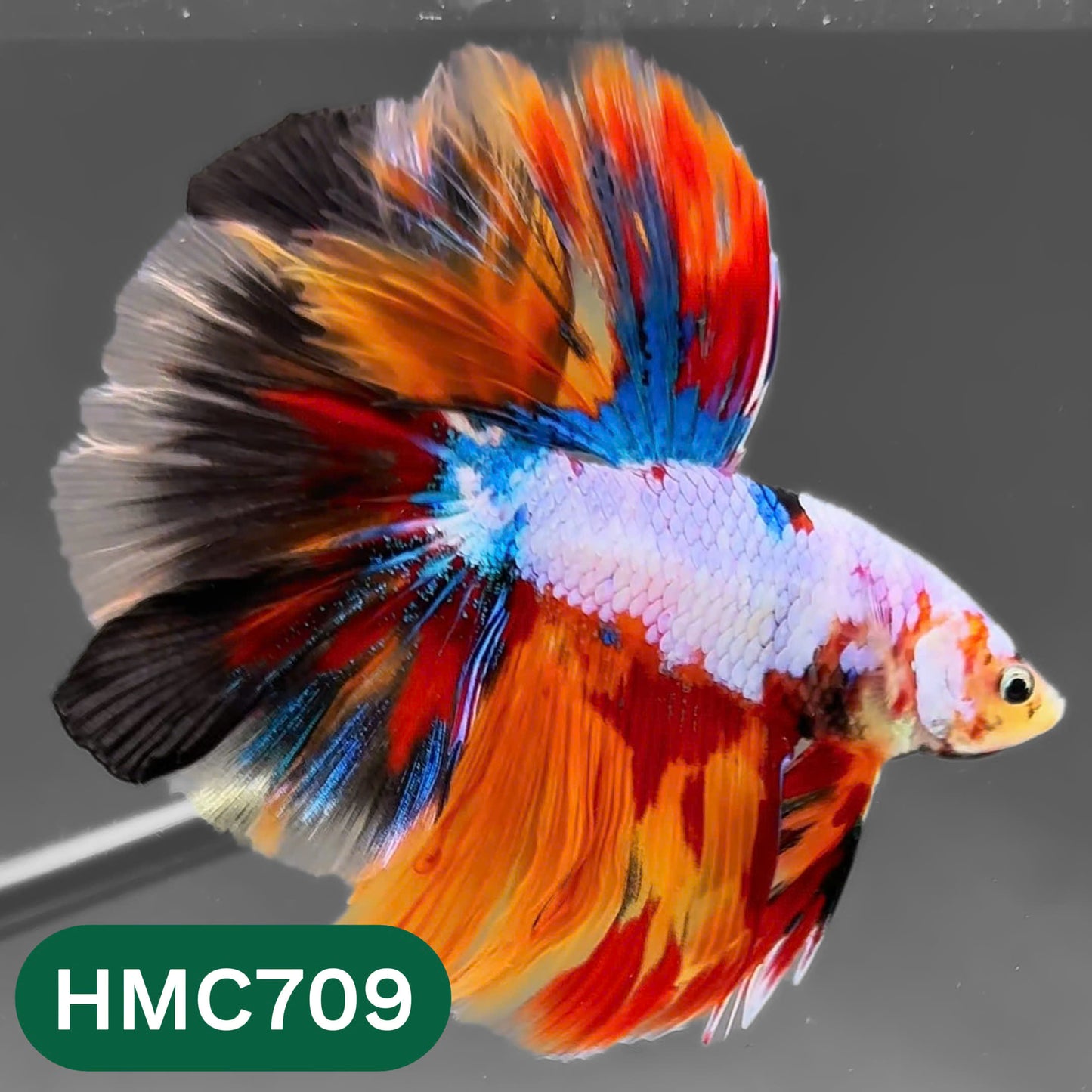 Multicolor Halfmoon Male Betta Fish | High Grade | Order Directly From Farm |  You Pick Fish |
