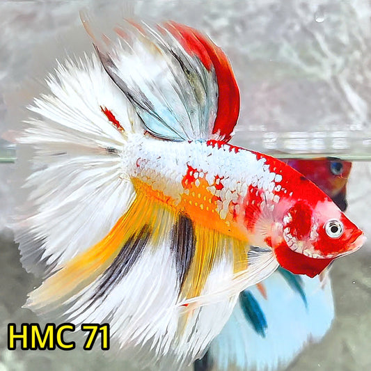 Multicolor Halfmoon Male Betta Fish | Order Directly From Farm | You Pick Fish