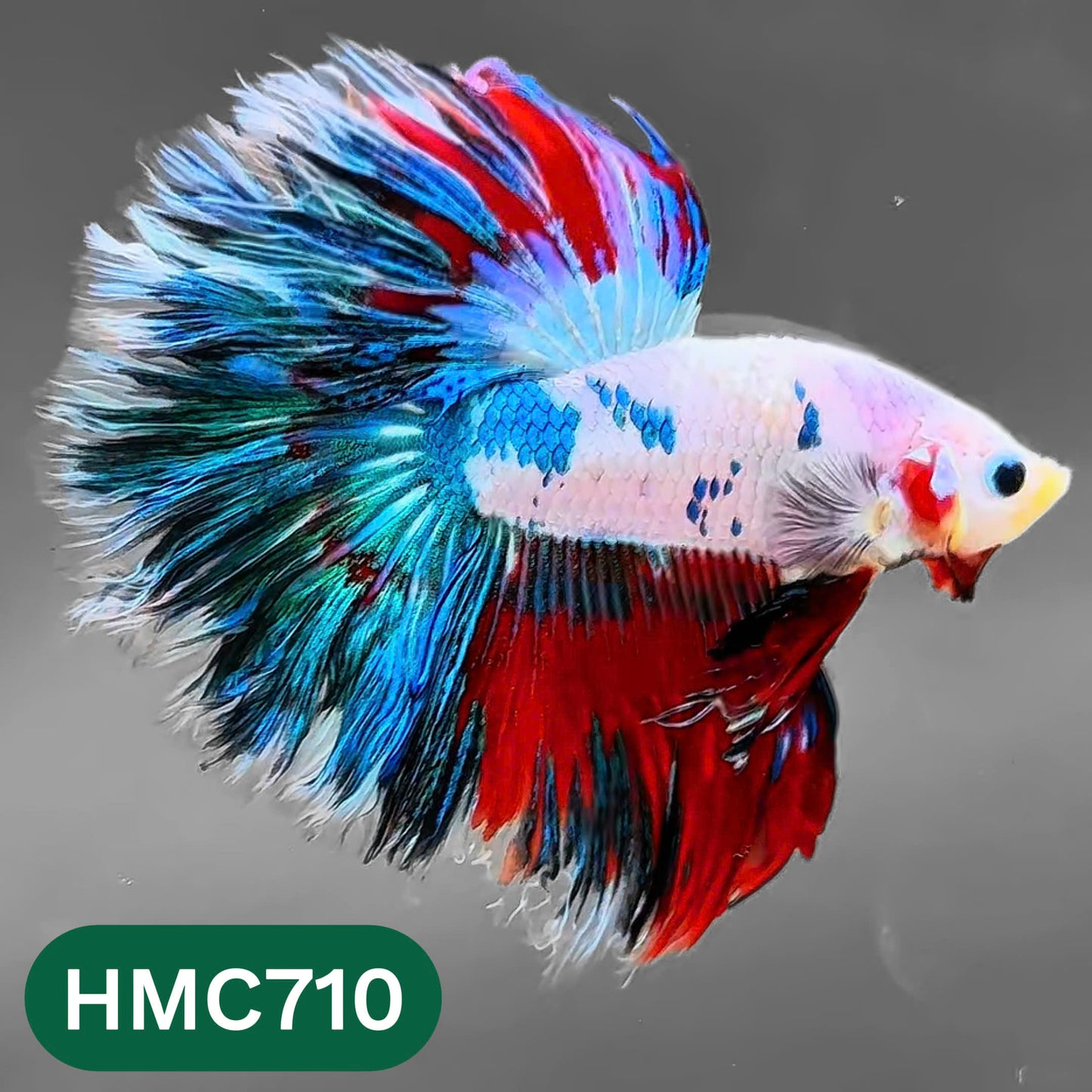 Multicolor Halfmoon Male Betta Fish | High Grade | Order Directly From Farm |  You Pick Fish |