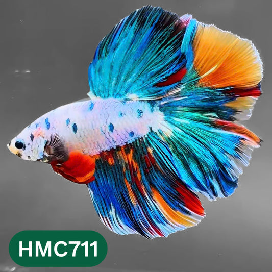 Multicolor Halfmoon Male Betta Fish | High Grade | Order Directly From Farm |  You Pick Fish |