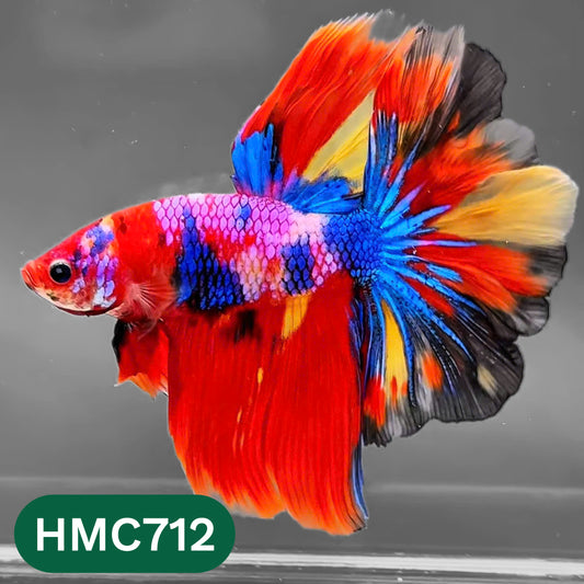Multicolor Halfmoon Male Betta Fish | High Grade | Order Directly From Farm |  You Pick Fish |