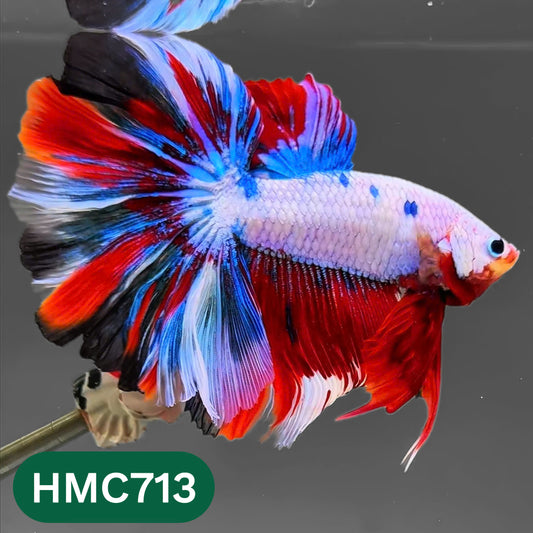 Multicolor Halfmoon Male Betta Fish | High Grade | Order Directly From Farm |  You Pick Fish |