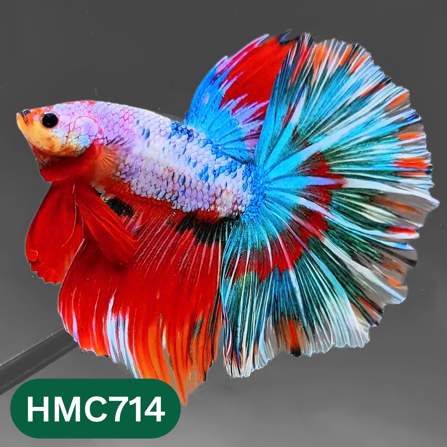Multicolor Halfmoon Male Betta Fish | High Grade | Order Directly From Farm |  You Pick Fish |