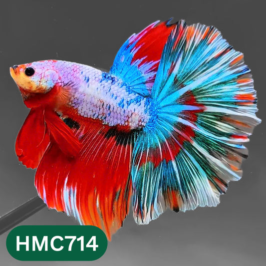 Multicolor Halfmoon Male Betta Fish | High Grade | Order Directly From Farm |  You Pick Fish |