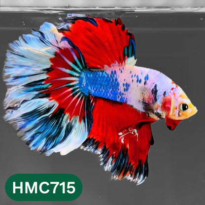 Multicolor Halfmoon Male Betta Fish | High Grade | Order Directly From Farm |  You Pick Fish |
