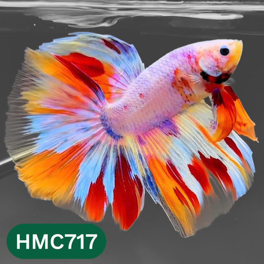 Multicolor Halfmoon Male Betta Fish | High Grade | Order Directly From Farm |  You Pick Fish |