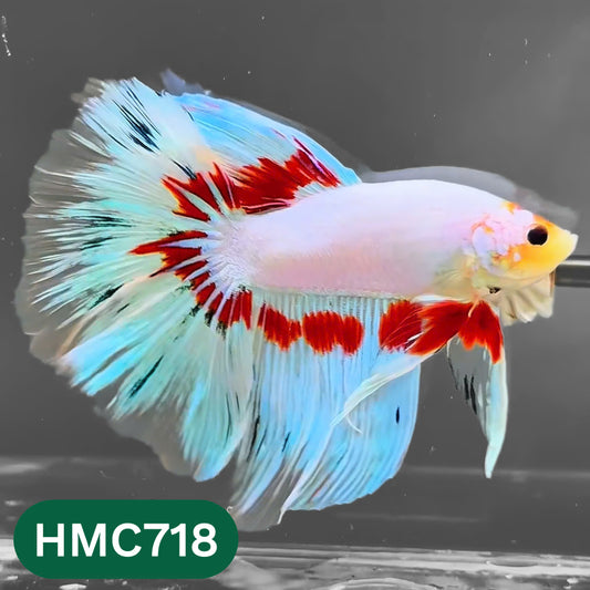Multicolor Halfmoon Male Betta Fish | High Grade | Order Directly From Farm |  You Pick Fish |