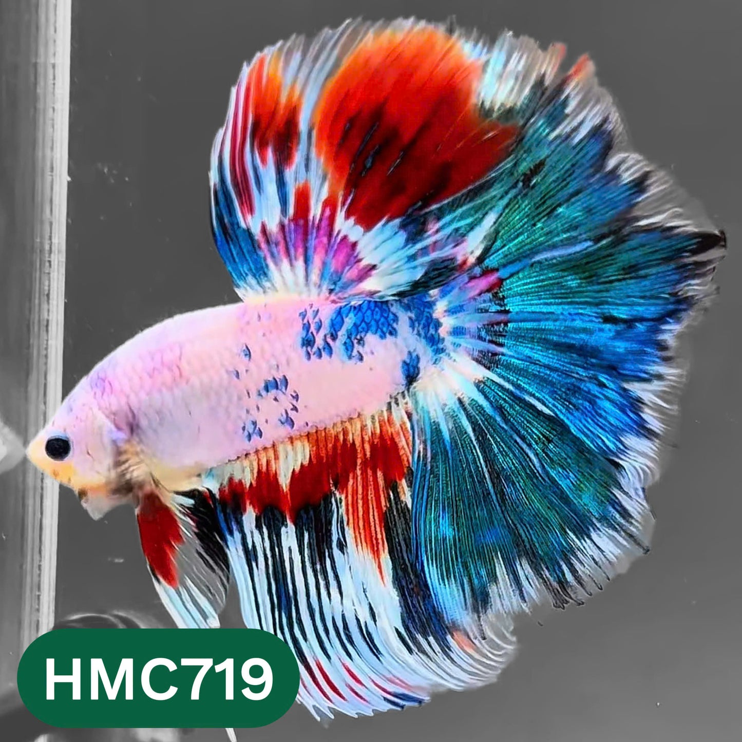 Multicolor Halfmoon Male Betta Fish | High Grade | Order Directly From Farm |  You Pick Fish |