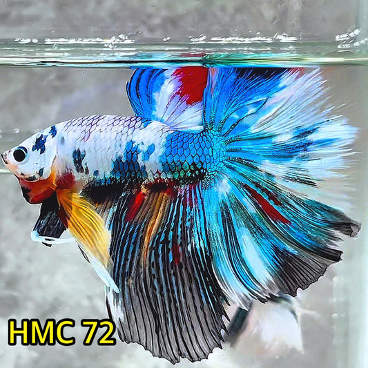 Multicolor Halfmoon Male Betta Fish | High Grade | Order Directly From Farm |  You Pick Fish |