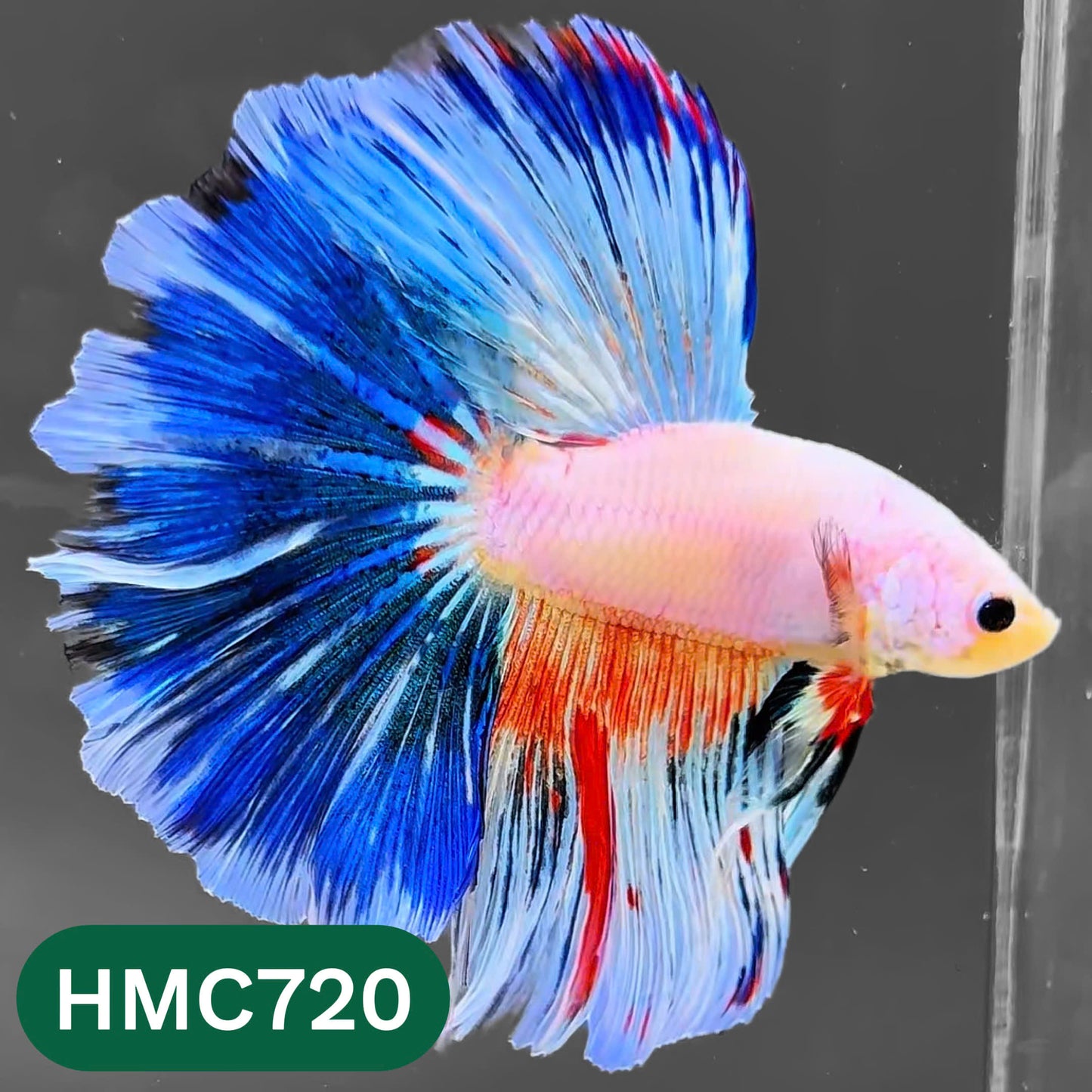 Multicolor Halfmoon Male Betta Fish | High Grade | Order Directly From Farm |  You Pick Fish |