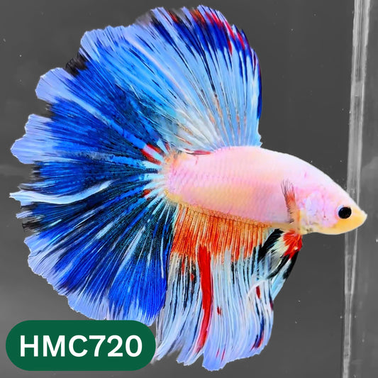 Multicolor Halfmoon Male Betta Fish | High Grade | Order Directly From Farm |  You Pick Fish |