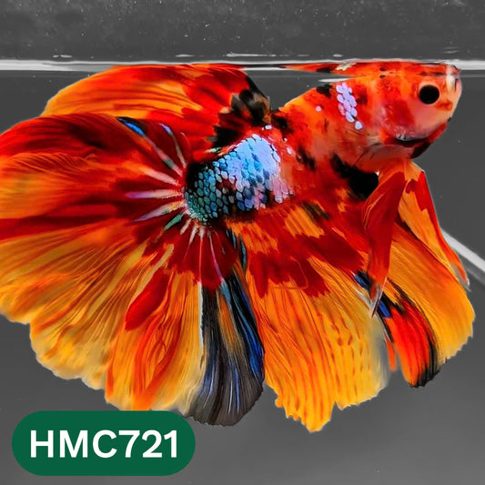 Multicolor Halfmoon Male Betta Fish | High Grade | Order Directly From Farm |  You Pick Fish |