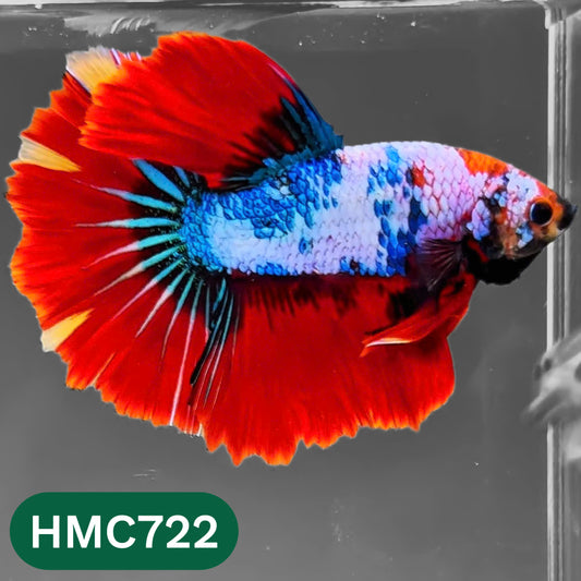 Multicolor Halfmoon Male Betta Fish | High Grade | Order Directly From Farm |  You Pick Fish |