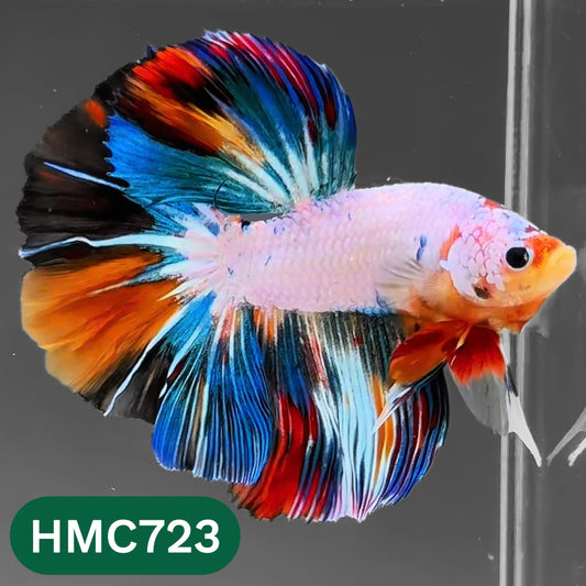 Multicolor Halfmoon Male Betta Fish | High Grade | Order Directly From Farm |  You Pick Fish |