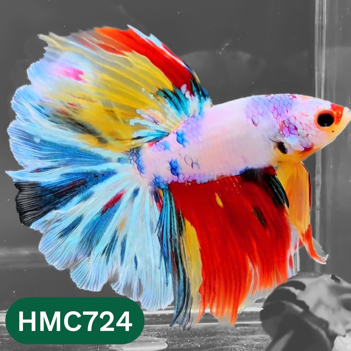 Multicolor Halfmoon Male Betta Fish | High Grade | Order Directly From Farm |  You Pick Fish |