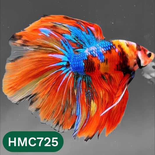 Multicolor Halfmoon Male Betta Fish | High Grade | Order Directly From Farm |  You Pick Fish |