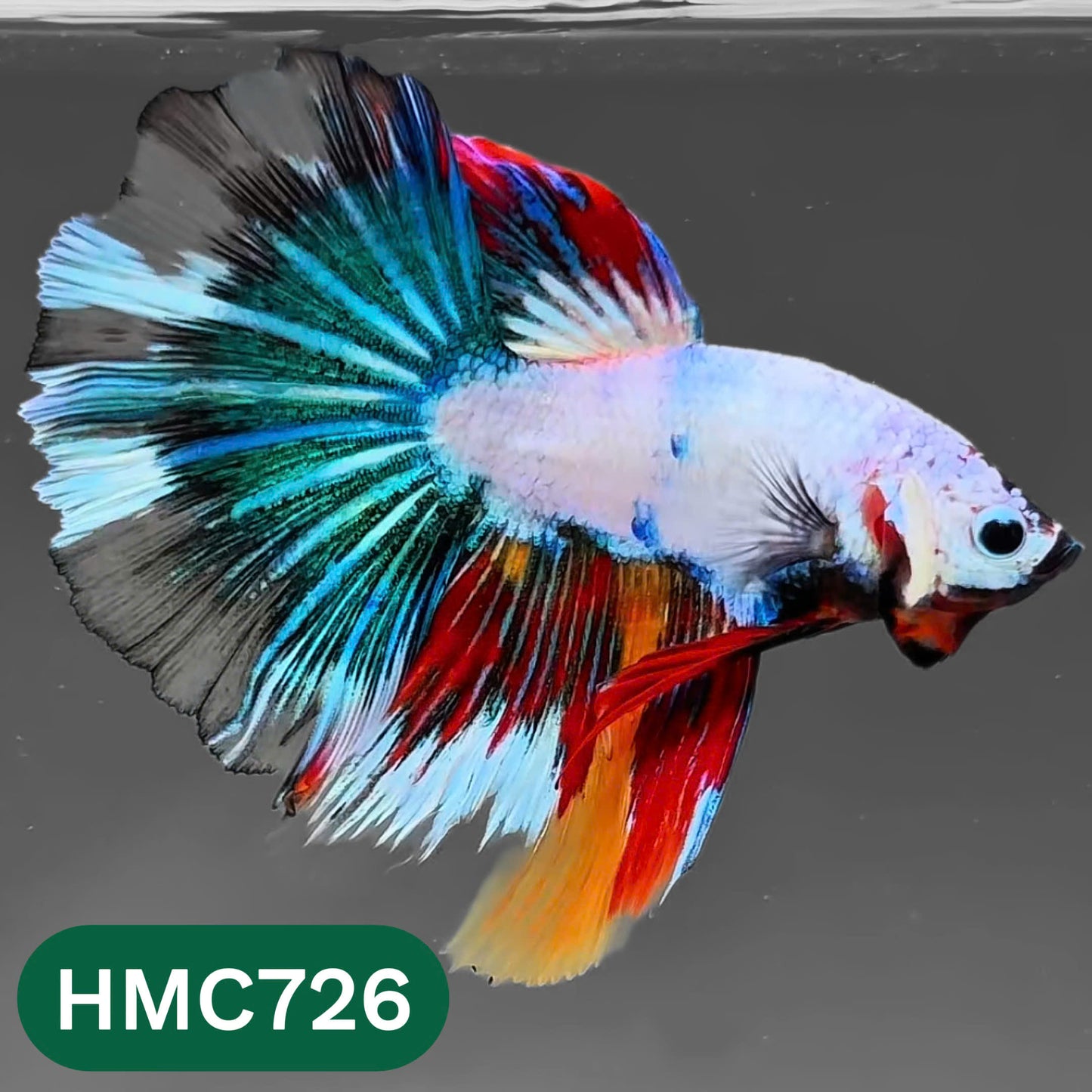 Multicolor Halfmoon Male Betta Fish | High Grade | Order Directly From Farm |  You Pick Fish |