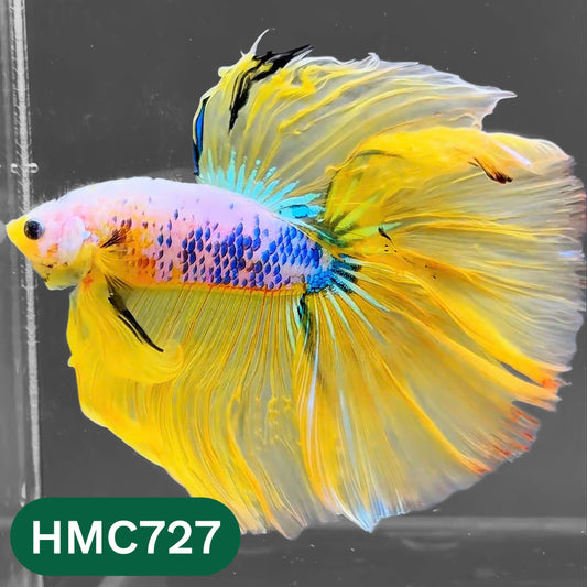 Multicolor Halfmoon Male Betta Fish | High Grade | Order Directly From Farm |  You Pick Fish |