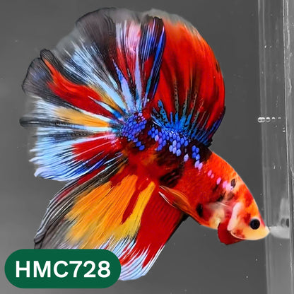 Multicolor Halfmoon Male Betta Fish | High Grade | Order Directly From Farm |  You Pick Fish |