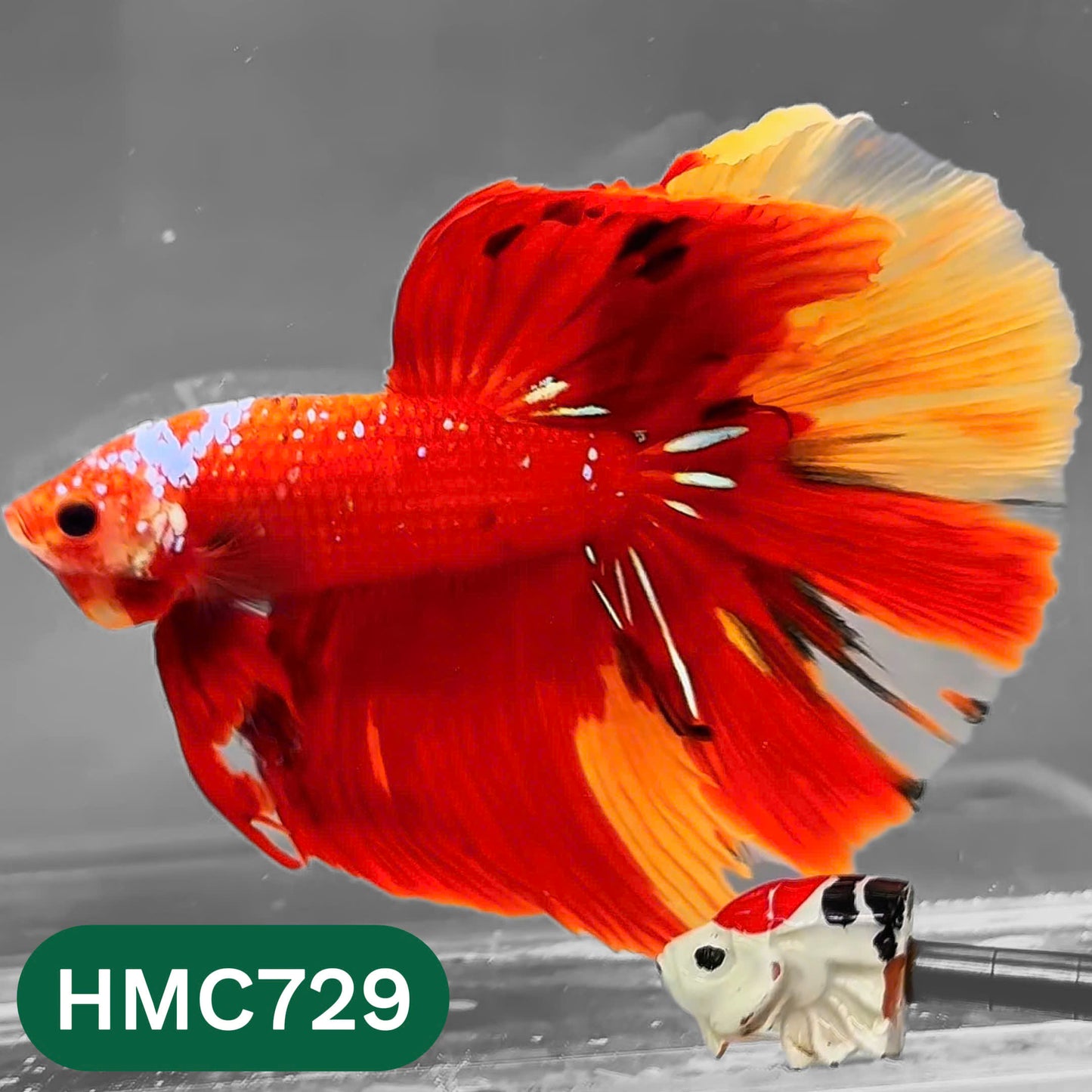 Multicolor Halfmoon Male Betta Fish | High Grade | Order Directly From Farm |  You Pick Fish |