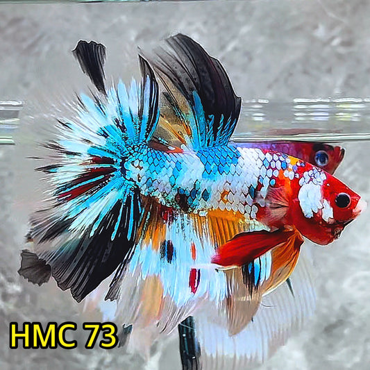 Multicolor Halfmoon Male Betta Fish | Order Directly From Farm | You Pick Fish