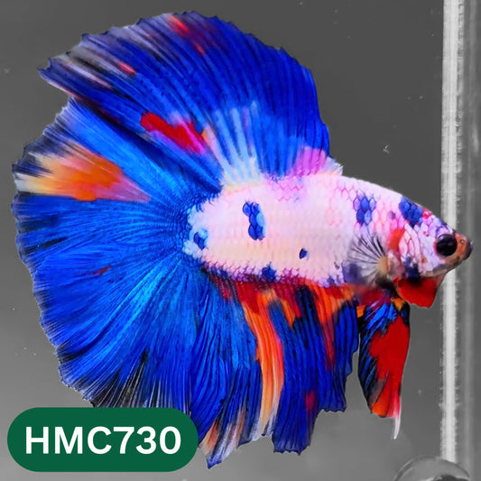 Multicolor Halfmoon Male Betta Fish | High Grade | Order Directly From Farm |  You Pick Fish |
