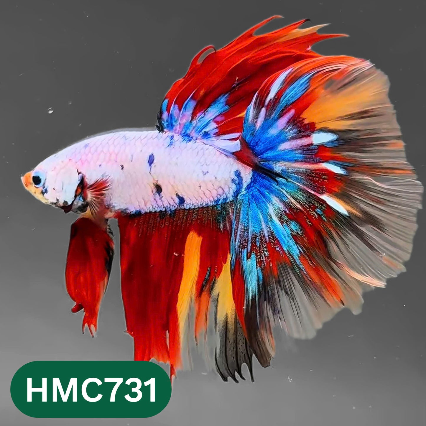 Multicolor Halfmoon Male Betta Fish | High Grade | Order Directly From Farm |  You Pick Fish |