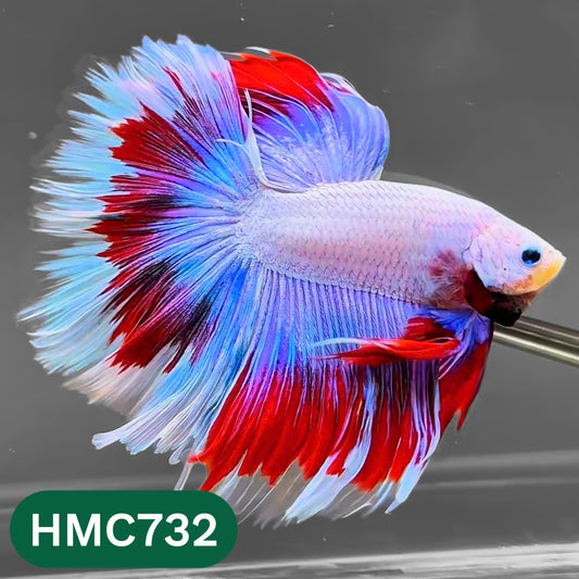 Multicolor Halfmoon Male Betta Fish | High Grade | Order Directly From Farm |  You Pick Fish |