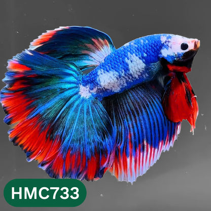 Multicolor Halfmoon Male Betta Fish | High Grade | Order Directly From Farm |  You Pick Fish |