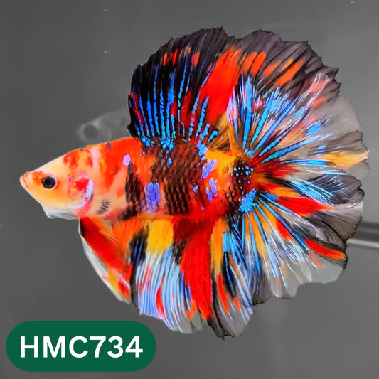 Multicolor Halfmoon Male Betta Fish | High Grade | Order Directly From Farm |  You Pick Fish |