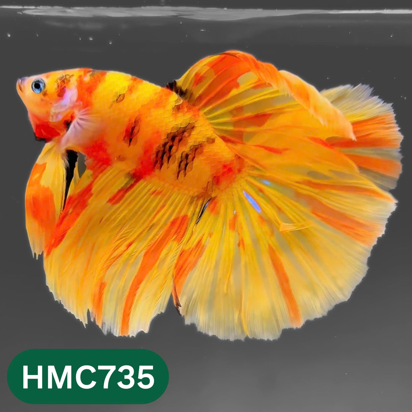 Multicolor Halfmoon Male Betta Fish | High Grade | Order Directly From Farm |  You Pick Fish |