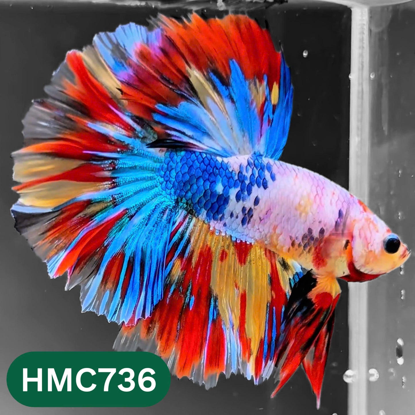 Multicolor Halfmoon Male Betta Fish | High Grade | Order Directly From Farm |  You Pick Fish |