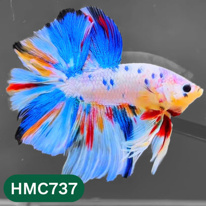 Multicolor Halfmoon Male Betta Fish | High Grade | Order Directly From Farm |  You Pick Fish |