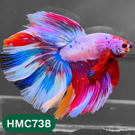 Multicolor Halfmoon Male Betta Fish | High Grade | Order Directly From Farm |  You Pick Fish |