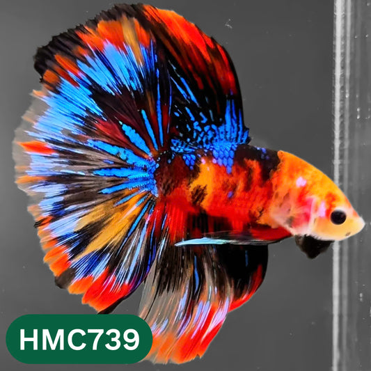 Multicolor Halfmoon Male Betta Fish | High Grade | Order Directly From Farm |  You Pick Fish |