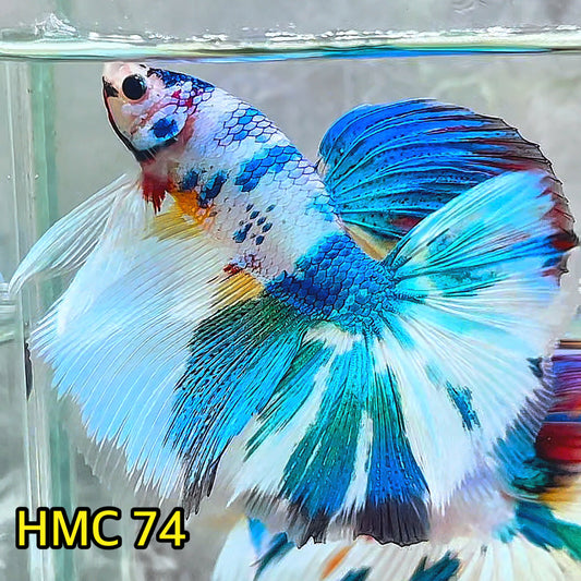 Multicolor Halfmoon Male Betta Fish | Order Directly From Farm | You Pick Fish