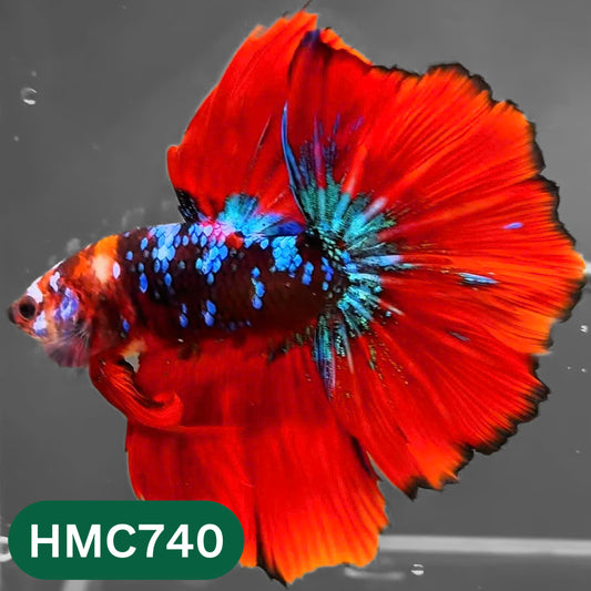 Multicolor Halfmoon Male Betta Fish | High Grade | Order Directly From Farm |  You Pick Fish |