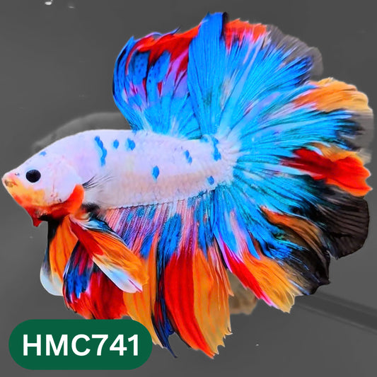 Multicolor Halfmoon Male Betta Fish | High Grade | Order Directly From Farm |  You Pick Fish |