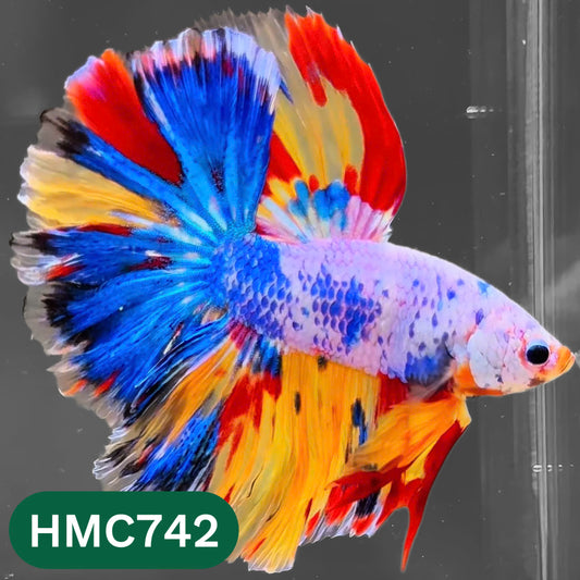 Multicolor Halfmoon Male Betta Fish | High Grade | Order Directly From Farm |  You Pick Fish |