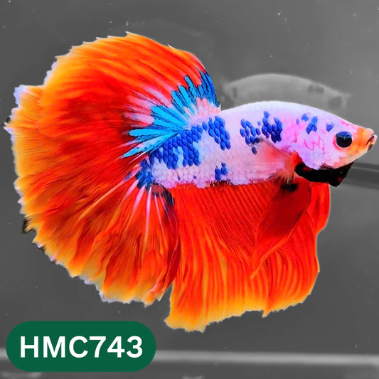 Multicolor Halfmoon Male Betta Fish | High Grade | Order Directly From Farm |  You Pick Fish |