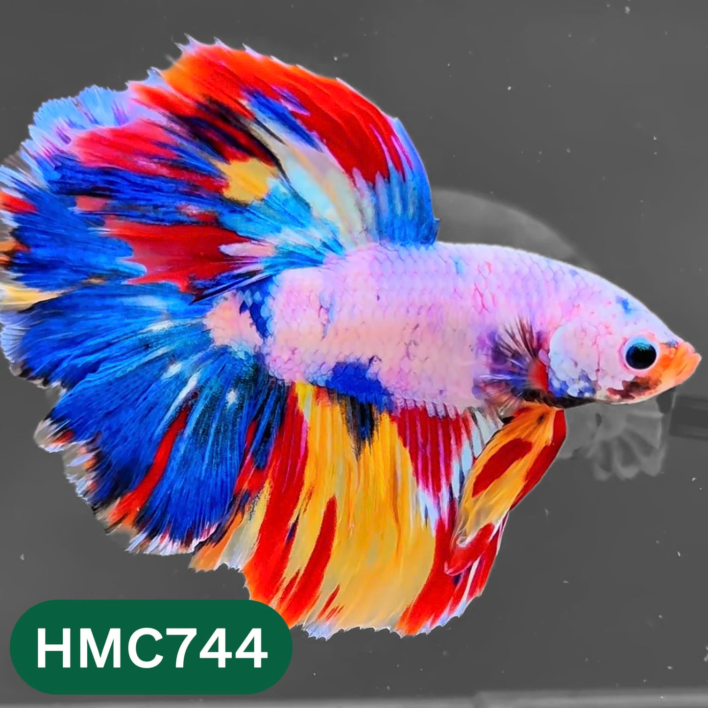 Multicolor Halfmoon Male Betta Fish | High Grade | Order Directly From Farm |  You Pick Fish |