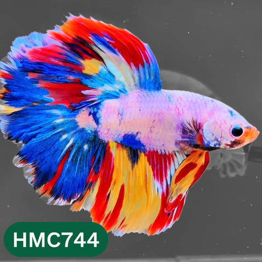Multicolor Halfmoon Male Betta Fish | High Grade | Order Directly From Farm |  You Pick Fish |