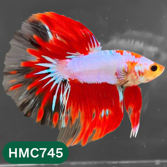 Multicolor Halfmoon Male Betta Fish | High Grade | Order Directly From Farm |  You Pick Fish |