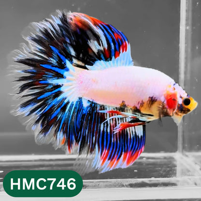 Multicolor Halfmoon Male Betta Fish | High Grade | Order Directly From Farm |  You Pick Fish |